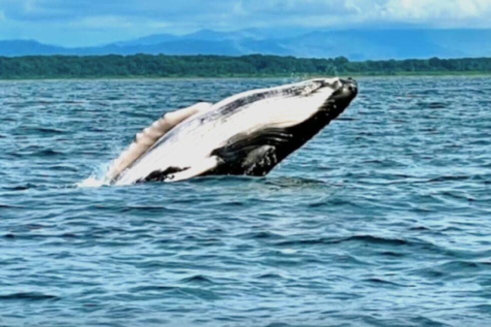 Tours In Uvita - Whale Tail Costa Rica